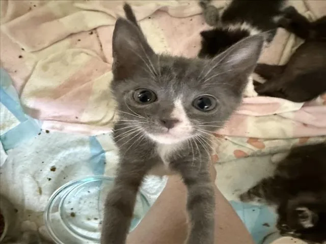 A baby small-sized male Gray / Blue / Silver Domestic Short Hair cat named Wolverine for adoption in Woodland, CA