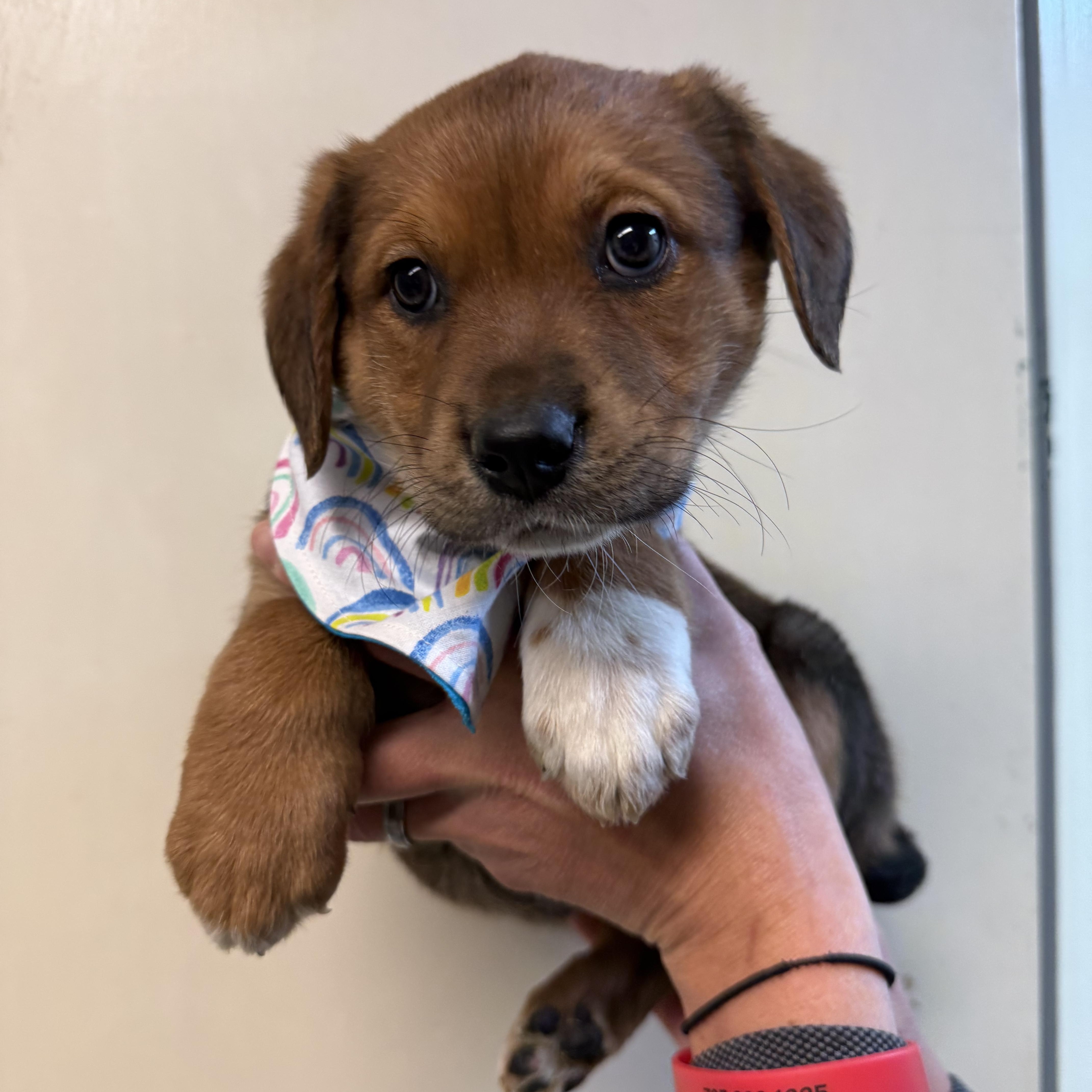 Miss Elwood thumbnail 2