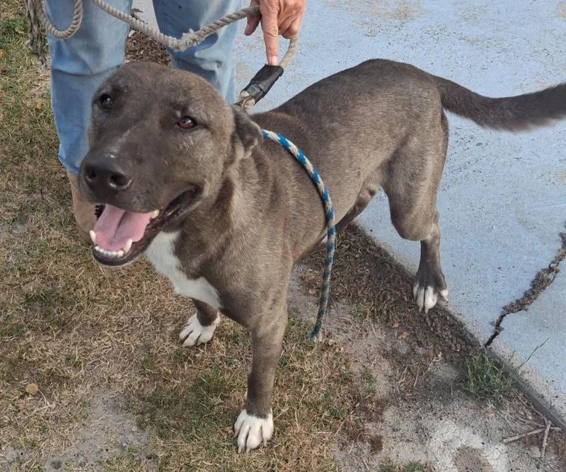 A young medium-sized male American Staffordshire Terrier dog named Odin for adoption in Rockport, TX