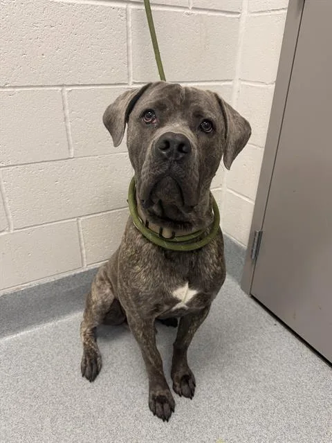A young large-sized male Mastiff dog named Cujo for adoption in Indianapolis, IN