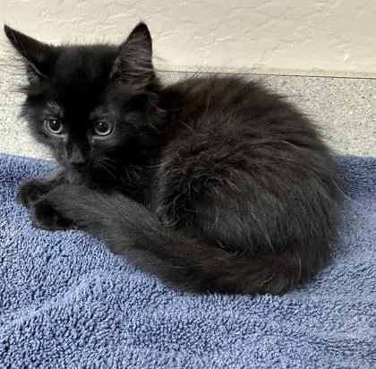 A young small-sized female Domestic Long Hair cat named Eugenie for adoption in Phoenix, AZ