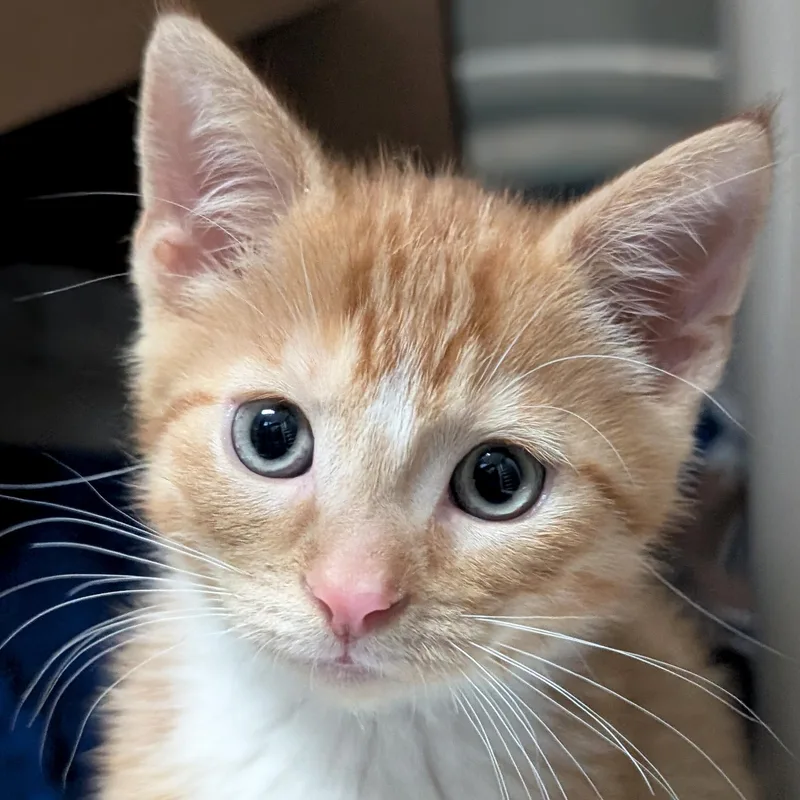 A baby medium-sized male Tabby (Orange / Red) Domestic Short Hair cat named Alfie for adoption in Jefferson, WI