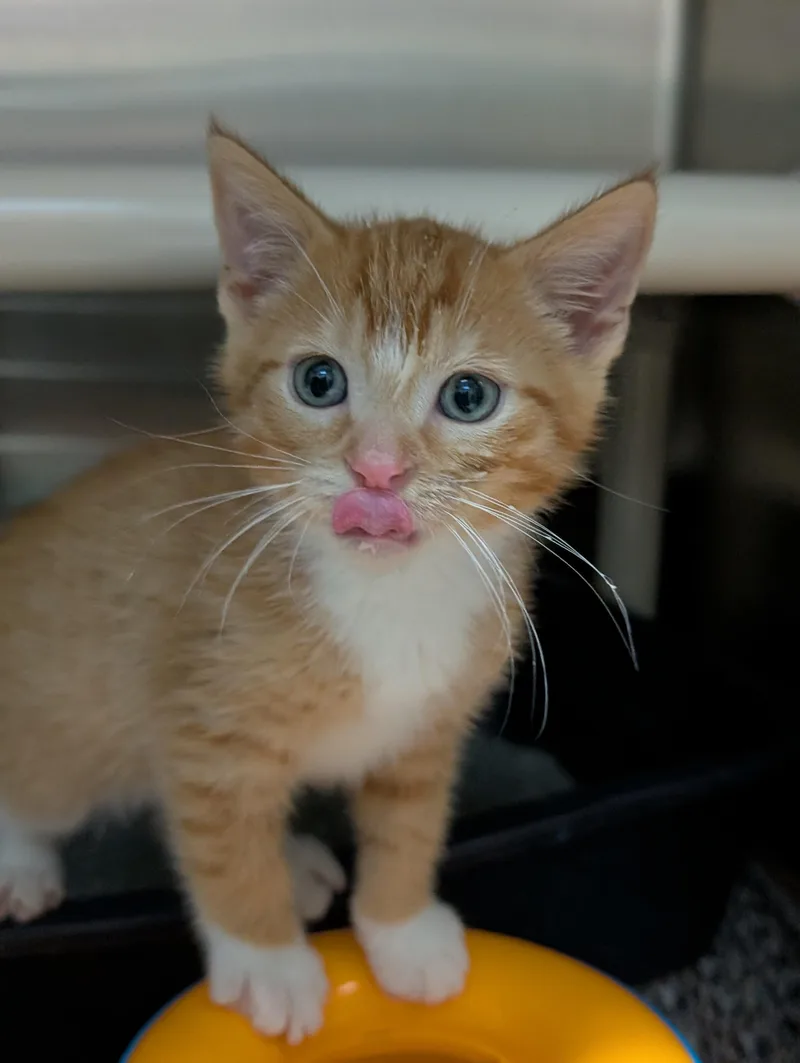 Alfie thumbnail 3