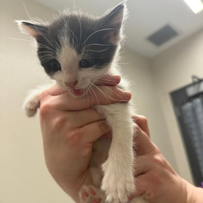 A baby small-sized female Brown / Chocolate Domestic Short Hair cat named Honeydew for adoption in Morganton, NC