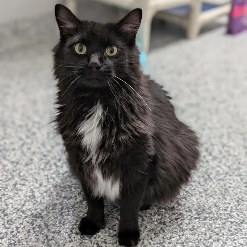 An adult large-sized male Black Domestic Long Hair cat named Johnny for adoption in Brookfield, WI