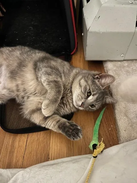 Machu Peachu thumbnail 2