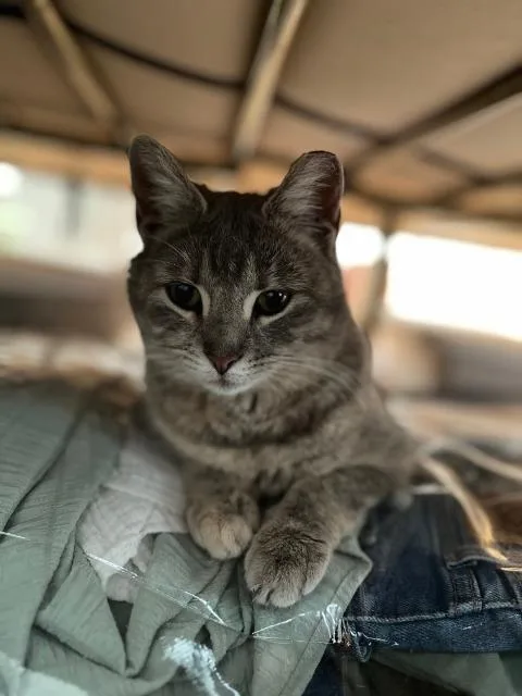 Machu Peachu thumbnail 3