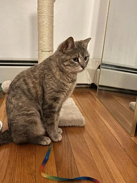 Machu Peachu thumbnail 4