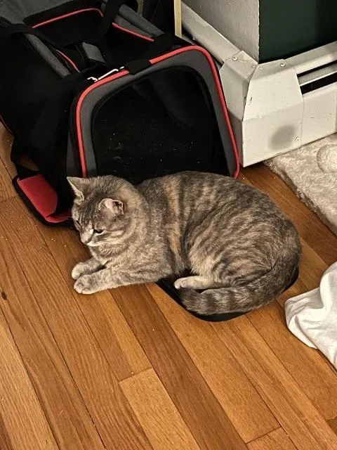 Machu Peachu thumbnail 5