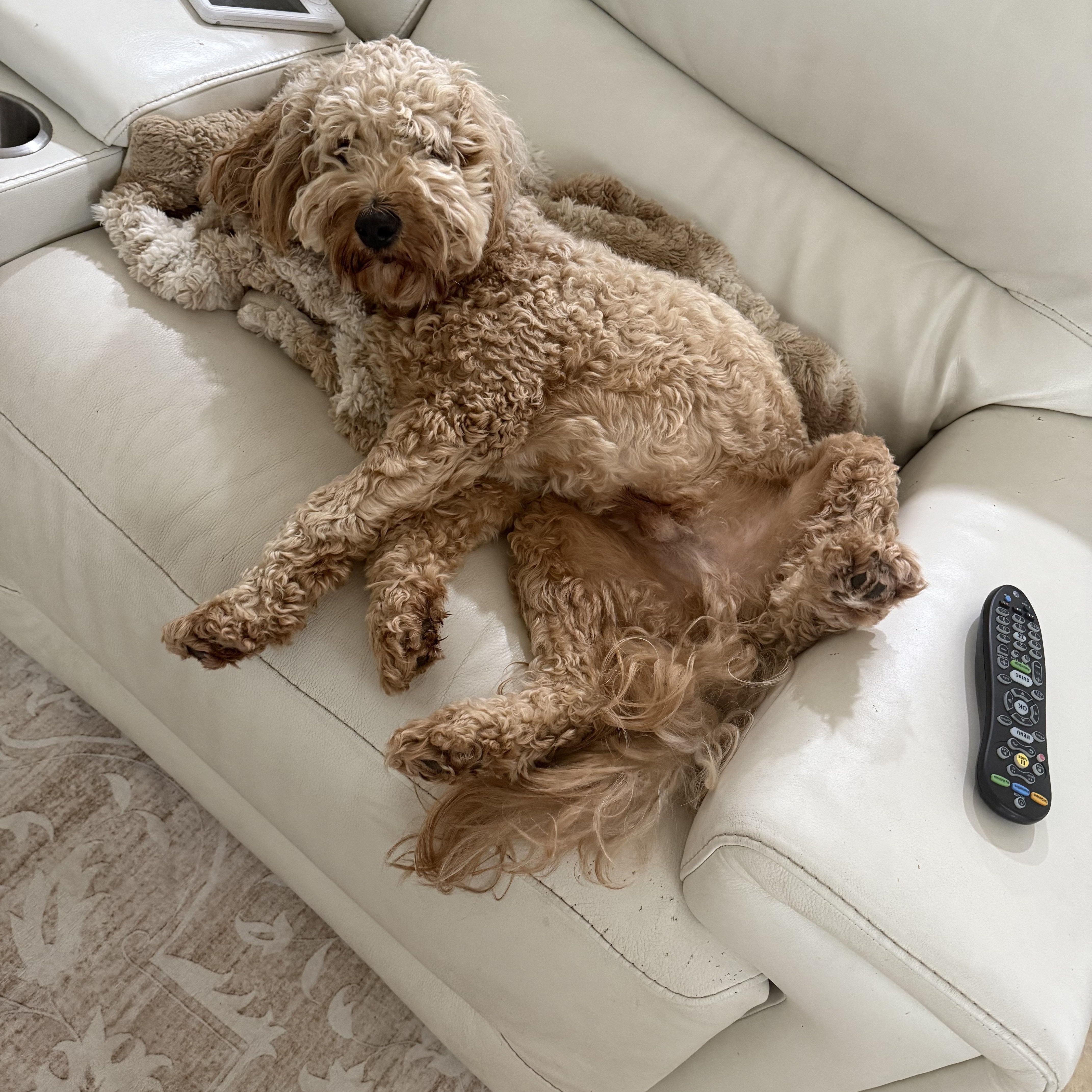 Queso  Trained Dog thumbnail 2