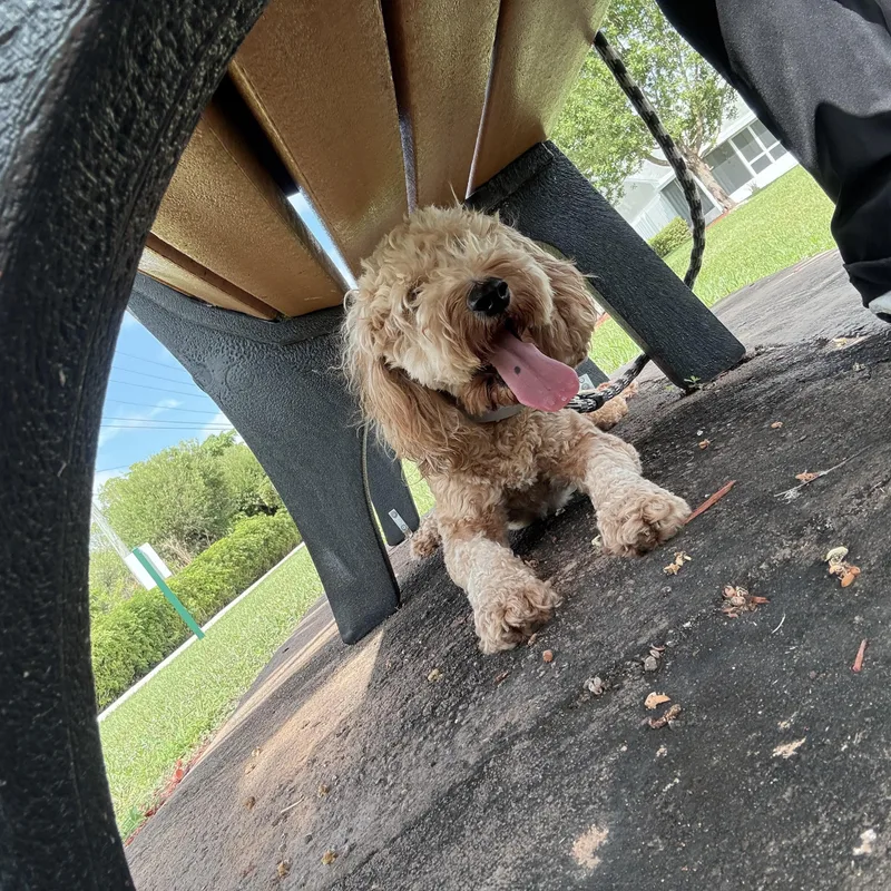 Queso  Trained Dog thumbnail 3