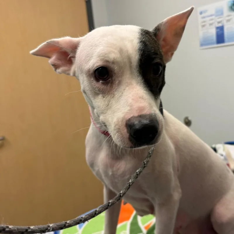 An adult medium-sized female White / Cream Mixed Breed dog named Amelia Bedelia for adoption in Jacksonville, FL