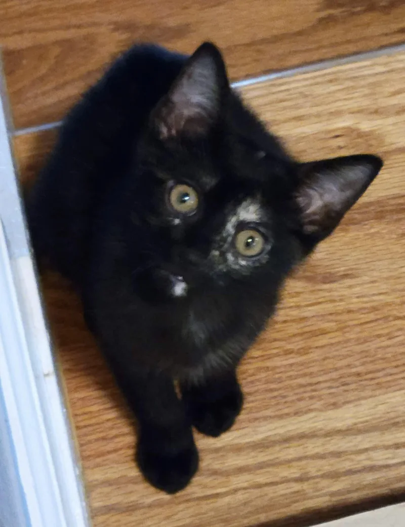 A baby medium-sized female Tortoiseshell cat named Lulu for adoption in Sanford, NC