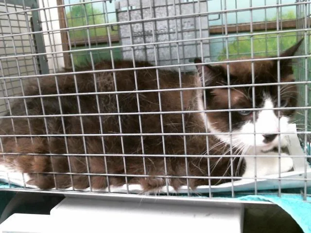 An adult medium-sized male Domestic Short Hair cat named Chocolate for adoption in Houston, TX