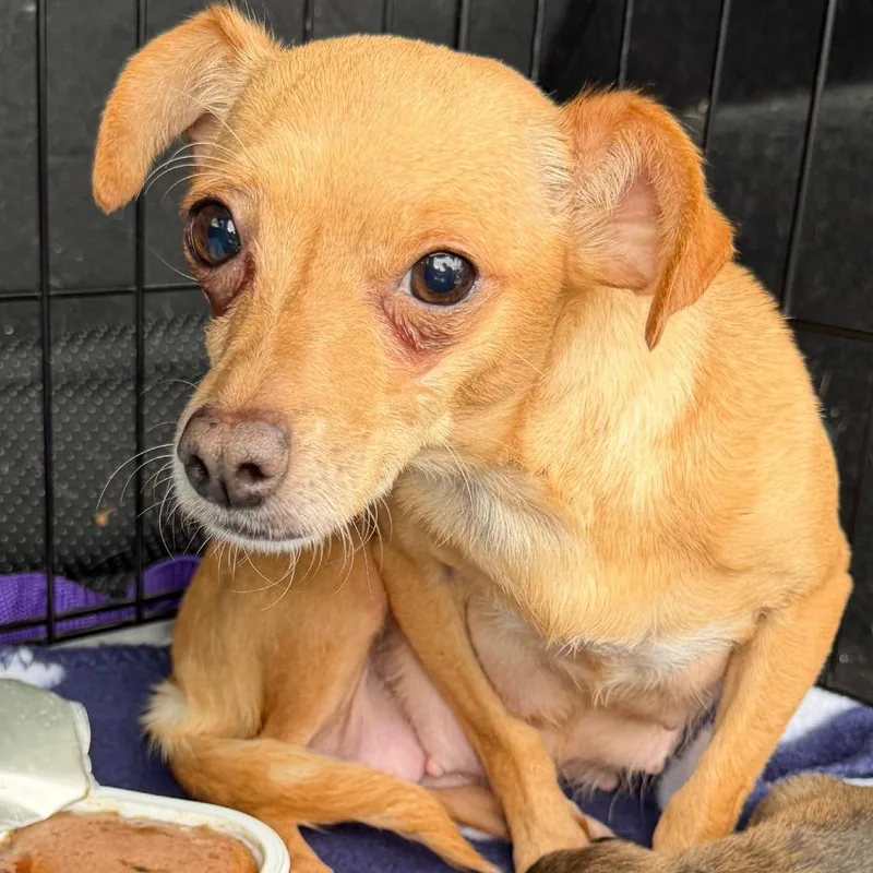 An adult small-sized female Yellow / Tan / Blond / Fawn Chihuahua dog named Cabana for adoption in Rockville, MD