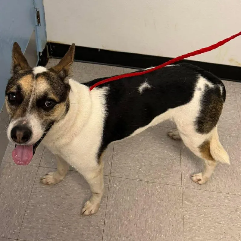 A baby medium-sized male White / Cream Mixed Breed dog named Sebastian for adoption in Bastrop, TX