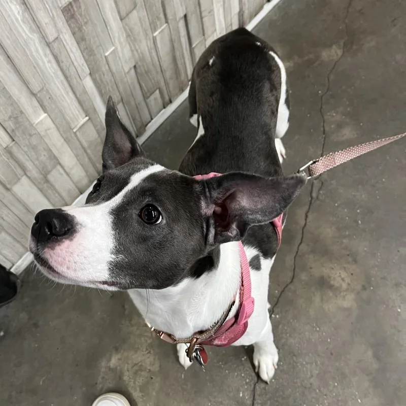 Bella