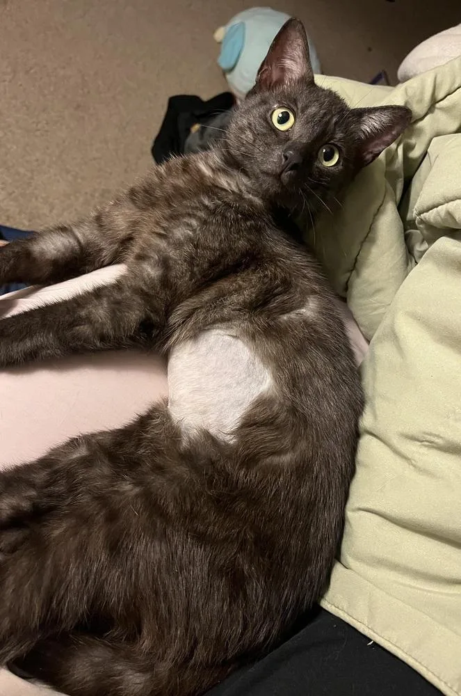 A young medium-sized female Domestic Short Hair cat named May Flower for adoption in Brandon, FL
