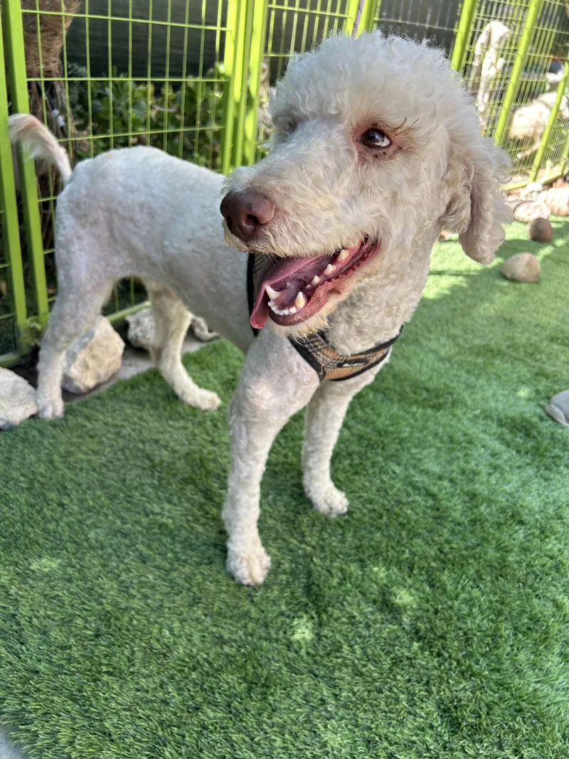 A young medium-sized female White / Cream Labradoodle dog named Francia for adoption in Bell Gardens, CA