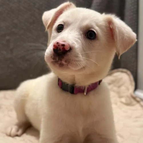 A baby small-sized female Yellow / Tan / Blond / Fawn Mixed Breed dog named Stardust Petal for adoption in Toms River, NJ