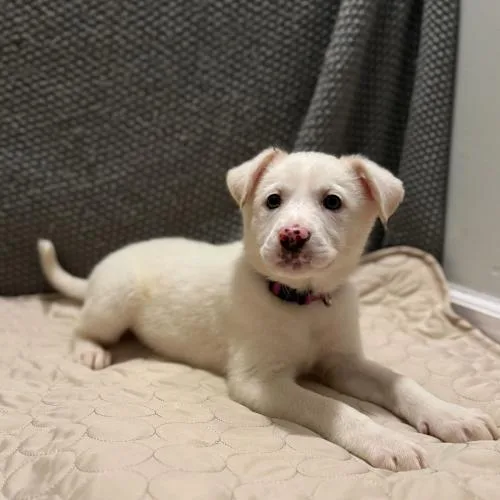 Stardust Petal thumbnail 2