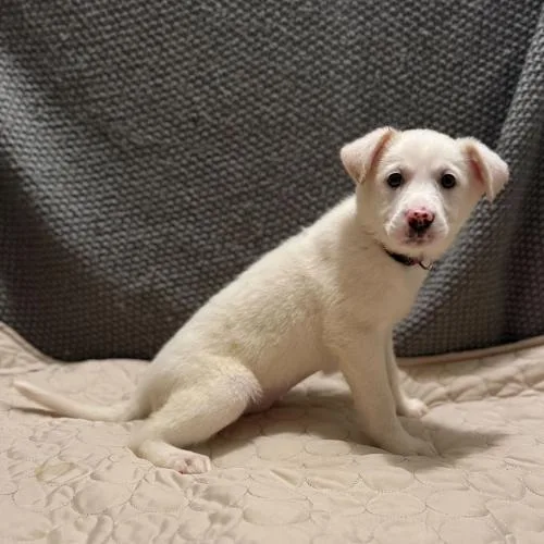 Stardust Petal thumbnail 3