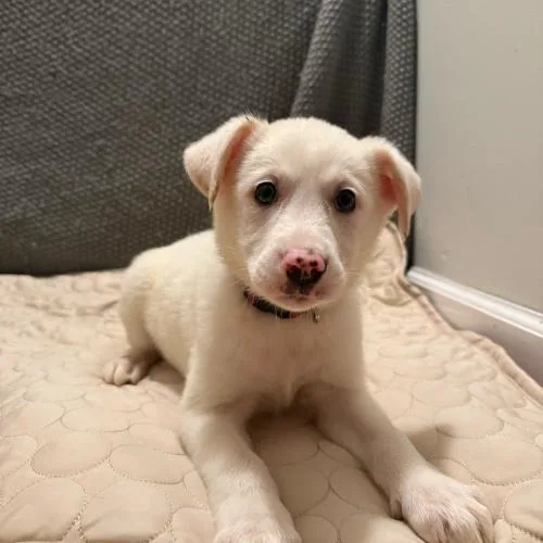 Stardust Petal thumbnail 4