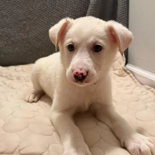 Stardust Petal thumbnail 5