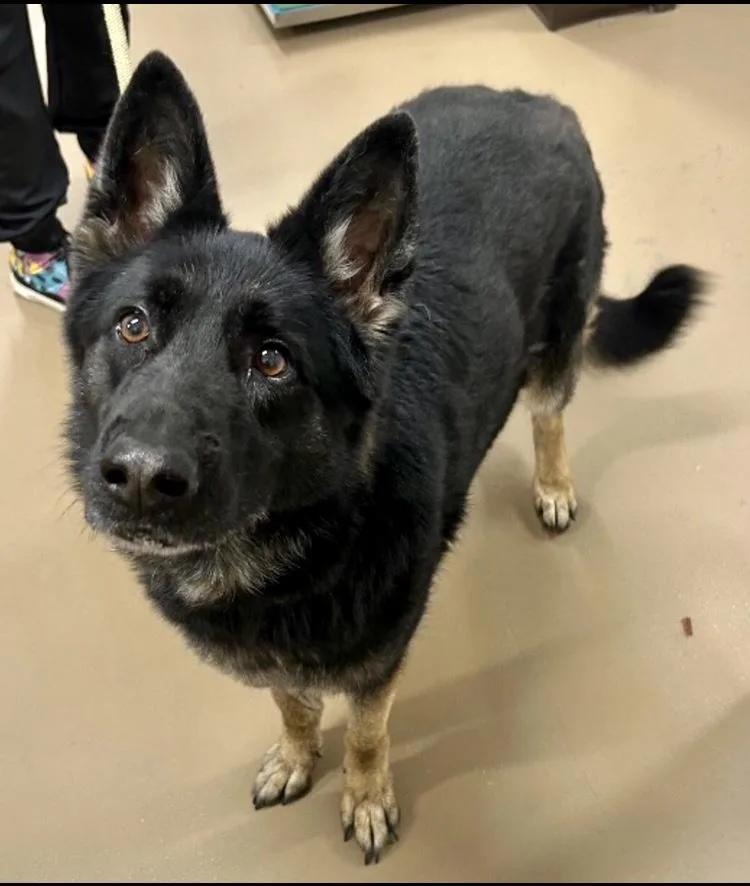 An adult medium-sized female German Shepherd Dog dog named Mya At Risk for adoption in Pleasant View, TN