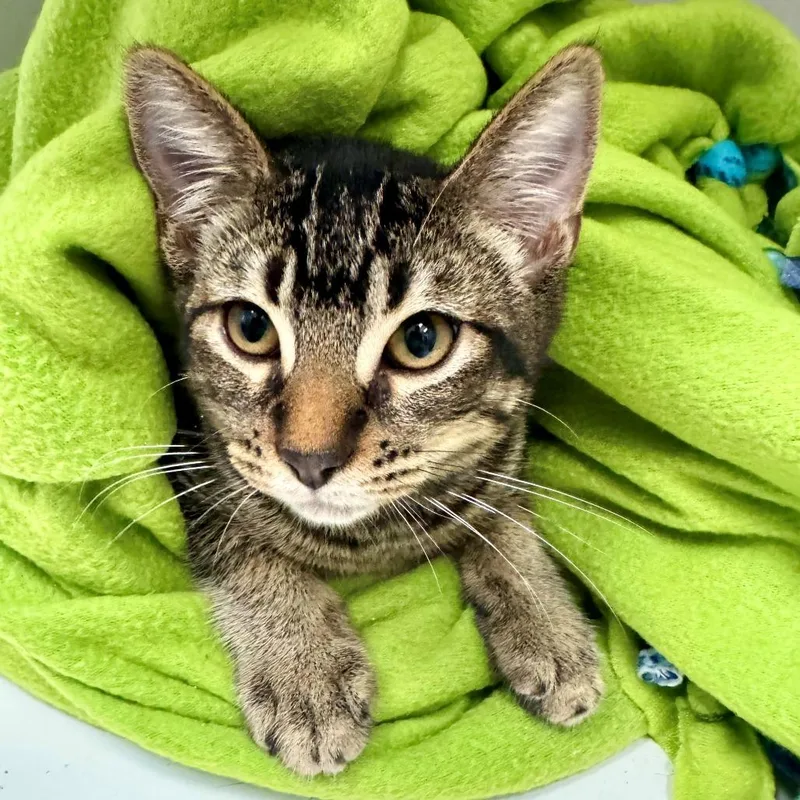A baby medium-sized male Brown / Chocolate Domestic Short Hair cat named Dazzle for adoption in Long Beach, CA
