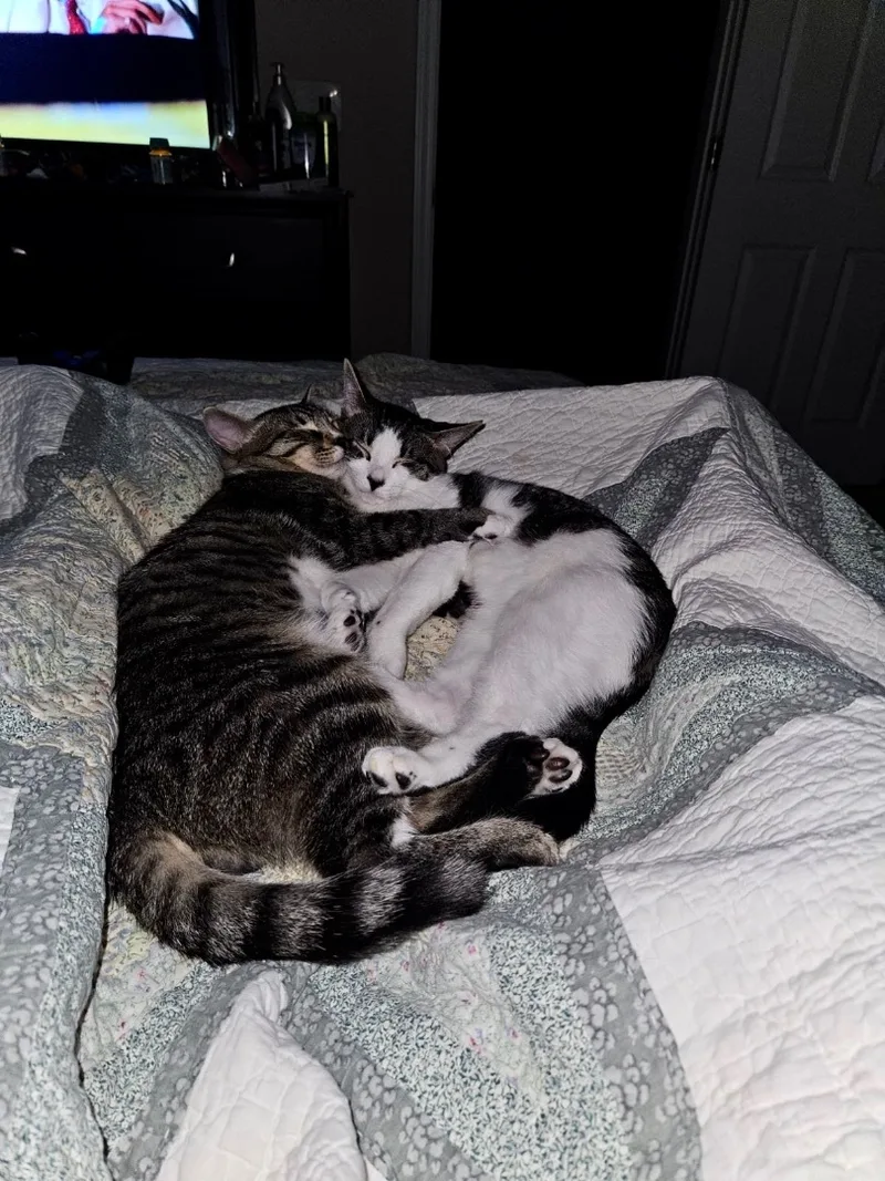 Stockings thumbnail 2