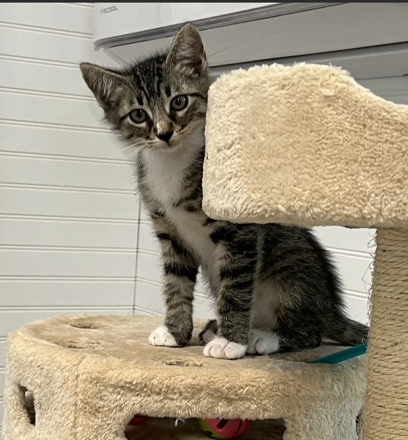 Stockings thumbnail 3