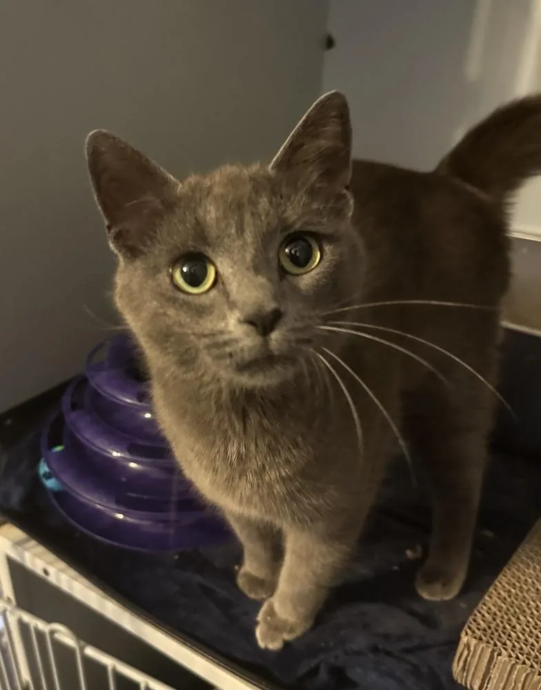 A young medium-sized female Gray / Blue / Silver Domestic Short Hair cat named Polly for adoption in Emerald Isle, NC