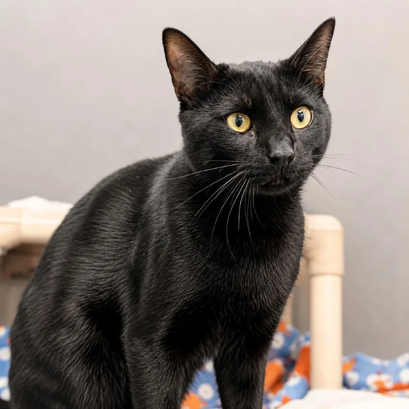 A young small-sized male Black Domestic Short Hair cat named Cannonball for adoption in Hopkinton, MA