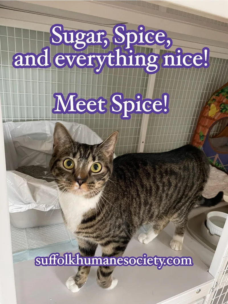 Spice
