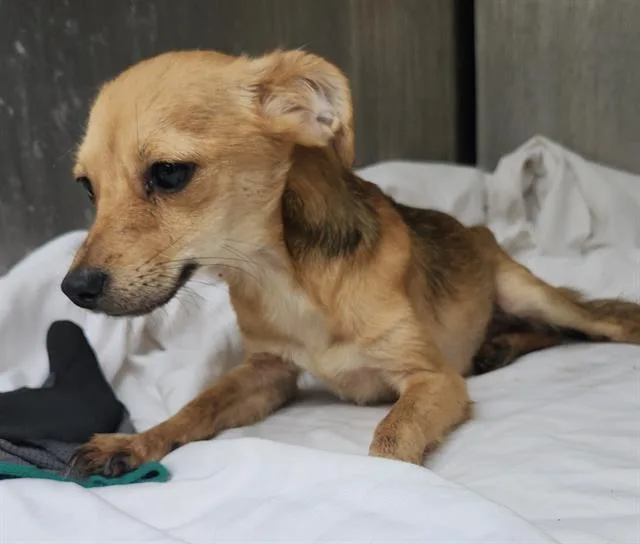 A young small-sized female Chihuahua dog named Nicha for adoption in San Antonio, TX