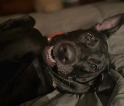 Arlo