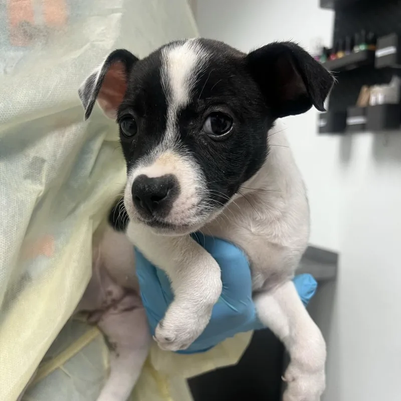A baby small-sized female White / Cream Mixed Breed dog named Sei for adoption in Salt Lake City, UT