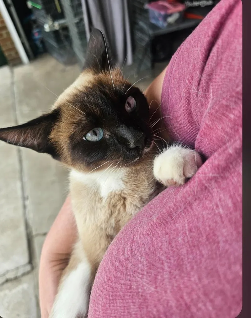 An adult medium-sized female Siamese cat named Azure for adoption in merrillville, IN