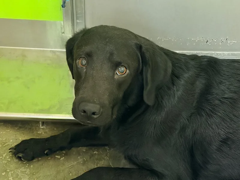 A young large-sized male Black Labrador Retriever dog named Mater for adoption in Neosho, MO