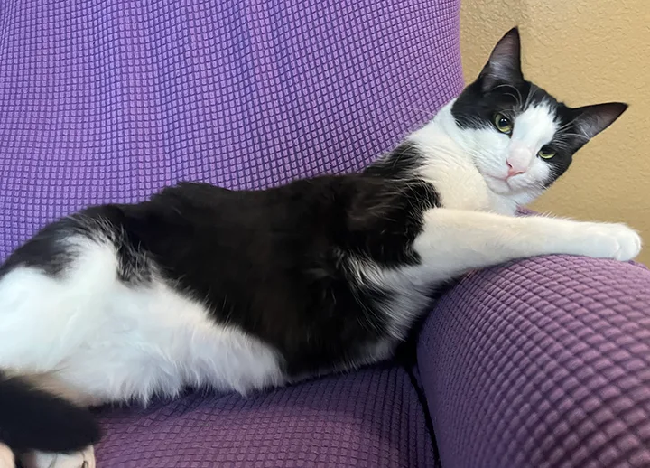 A young medium-sized male Black & White / Tuxedo Domestic Short Hair cat named Taco for adoption in Long Beach, CA