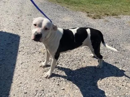 An adult medium-sized female Pit Bull Terrier dog named Elsie for adoption in Port Allen, LA