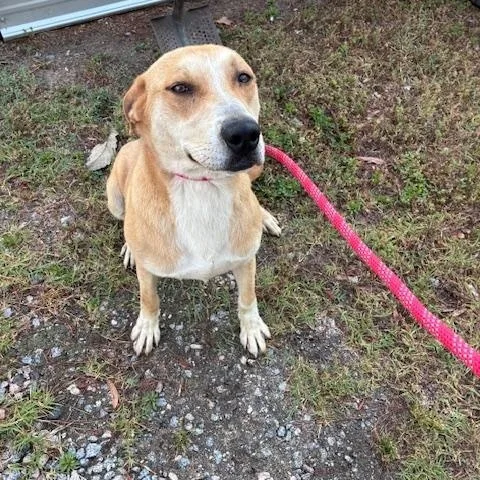 Roger  The Handsome