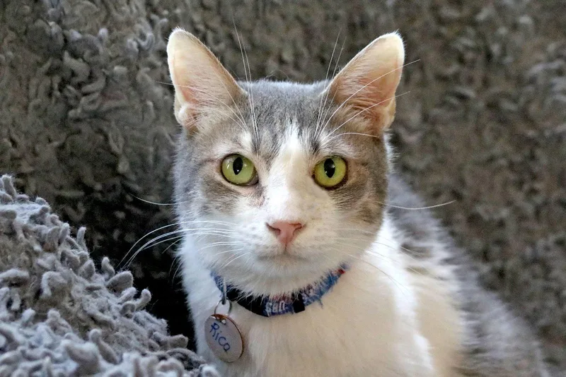 An adult medium-sized male Tabby cat named Rico Q for adoption in Buford, GA