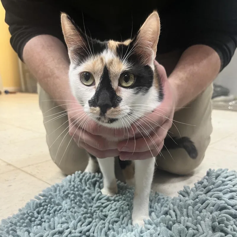 An adult medium-sized female Calico Domestic Short Hair cat named Ellis for adoption in Melrose, FL