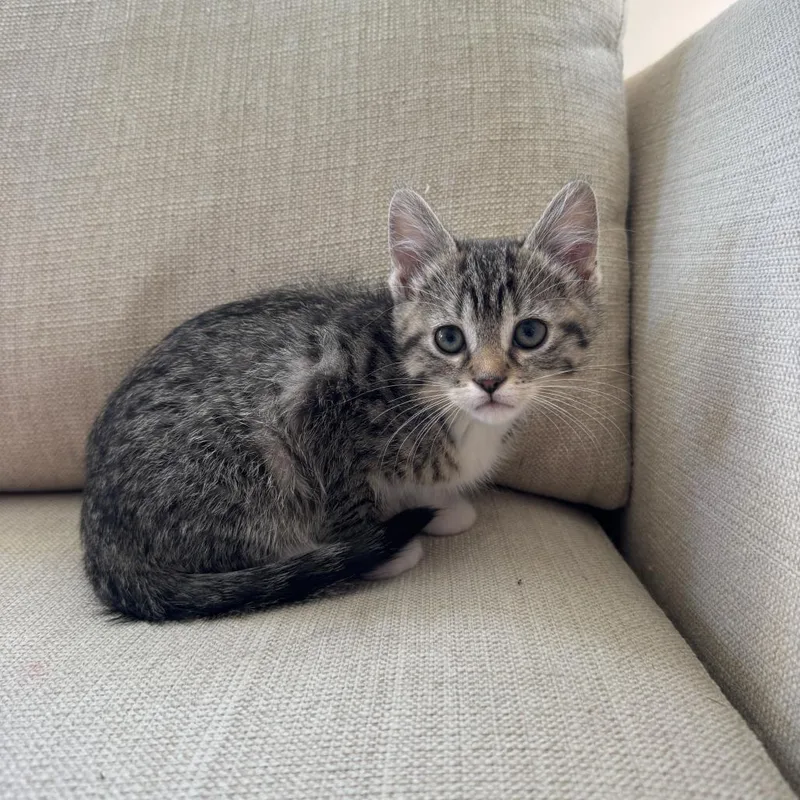 Sweetie