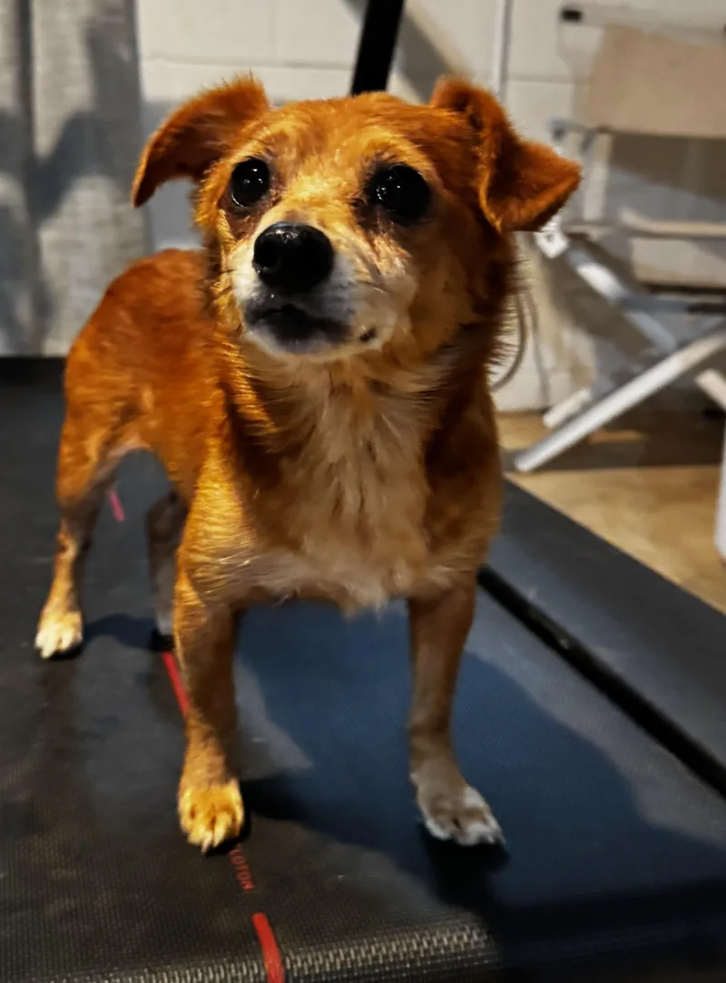 A senior small-sized female Chihuahua dog named Laurel for adoption in Wilkesboro, NC