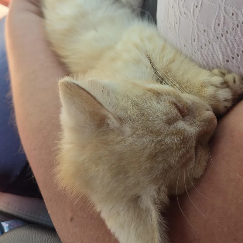 A baby small-sized male Buff / Tan / Fawn Domestic Short Hair cat named Pineapple Sorbet for adoption in Greensboro, NC