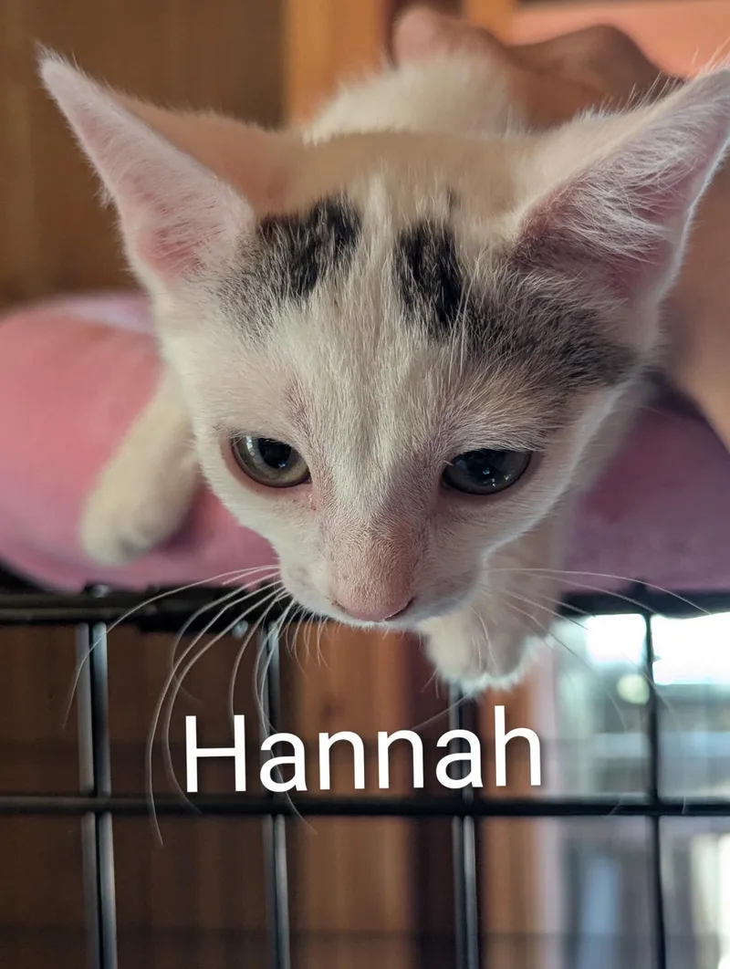A baby medium-sized female White Domestic Short Hair cat named Hannah for adoption in Sonora, CA
