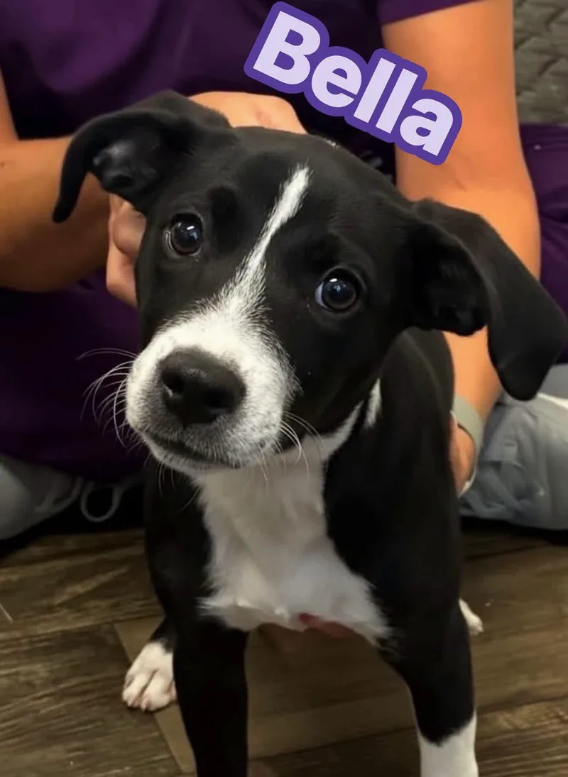 A young medium-sized female Black Mixed Breed dog named Bella for adoption in Germanton, NC